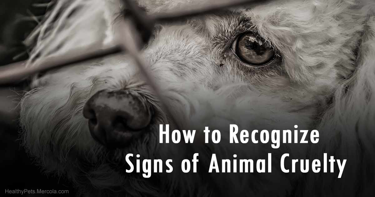 How to Recognize Signs of Animal Cruelty