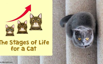The Mysterious Feline Life Stages: When Is a Kitten a Cat?
