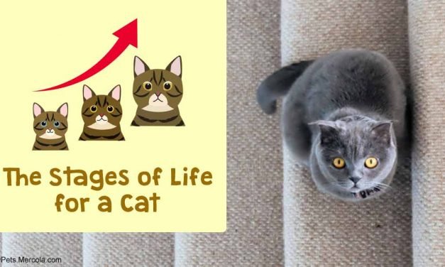 The Mysterious Feline Life Stages: When Is a Kitten a Cat?