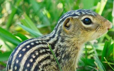 How Hibernating Squirrels Survive Eight Months Without Water