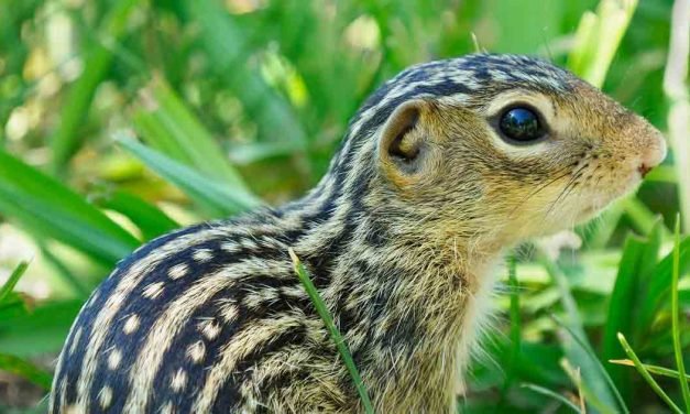 How Hibernating Squirrels Survive Eight Months Without Water