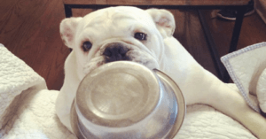 Theo The Bulldog Is Completely In Love With Metal Bowls