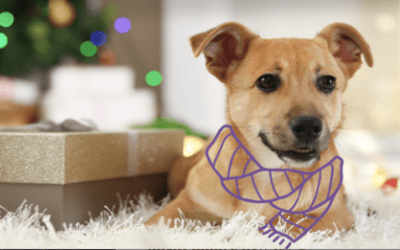 How To Celebrate Your Dog This Holiday Season