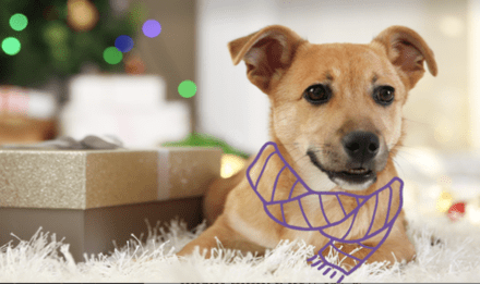 How To Celebrate Your Dog This Holiday Season