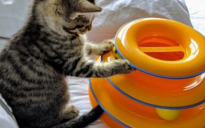 Up to 80% Off Dog & Cat Toys at Chewy.com