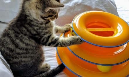 Up to 80% Off Dog & Cat Toys at Chewy.com