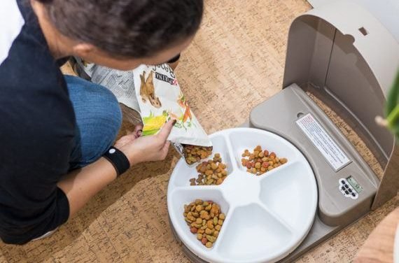 No, You Shouldn&rsquo;t Just Get an Automatic Pet Feeder and Skip Town