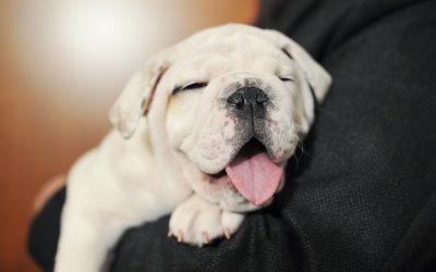 Black Friday 2019 Pet Sales: Deals on Toys, Treats, Beds, Animals at Petco, Petsmart, Pet Supplies Plus