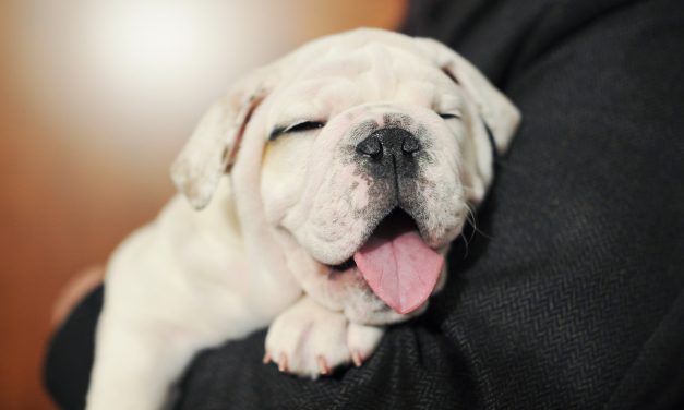 Black Friday 2019 Pet Sales: Deals on Toys, Treats, Beds, Animals at Petco, Petsmart, Pet Supplies Plus