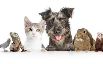 Cyber Week 2019: The Best Deals For Pet Owners