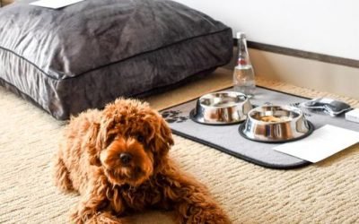 The Best Pet-Friendly Hotels In Philadelphia