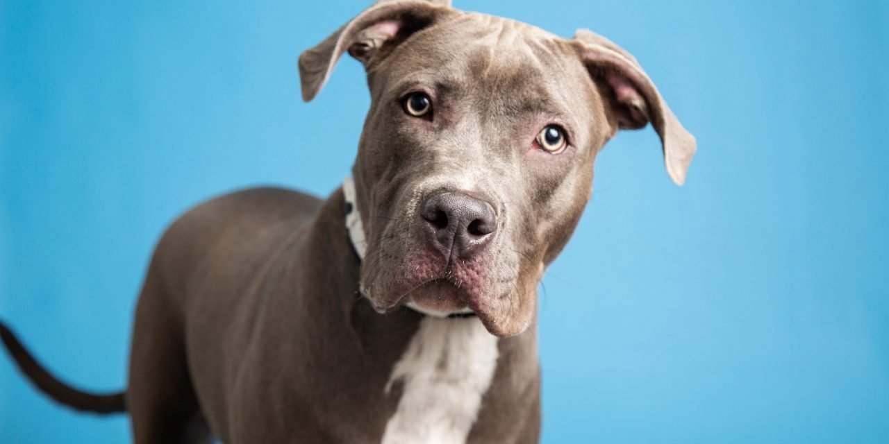 Nala and more pets up for adoption in Phoenix-area shelters this week