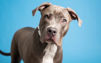 Nala and more pets up for adoption in Phoenix-area shelters this week