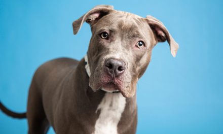 Nala and more pets up for adoption in Phoenix-area shelters this week