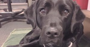 Guide Dog Dropout Becomes ‘Custody Canine’ For UK Police Station