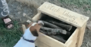 Stick Library For Dogs Now Open For Business