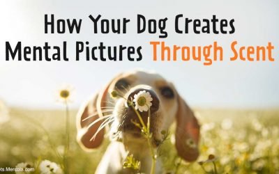 How Your Dog Creates Mental Pictures Through Scent