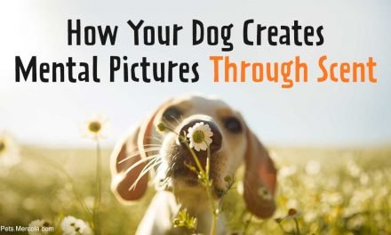 How Your Dog Creates Mental Pictures Through Scent