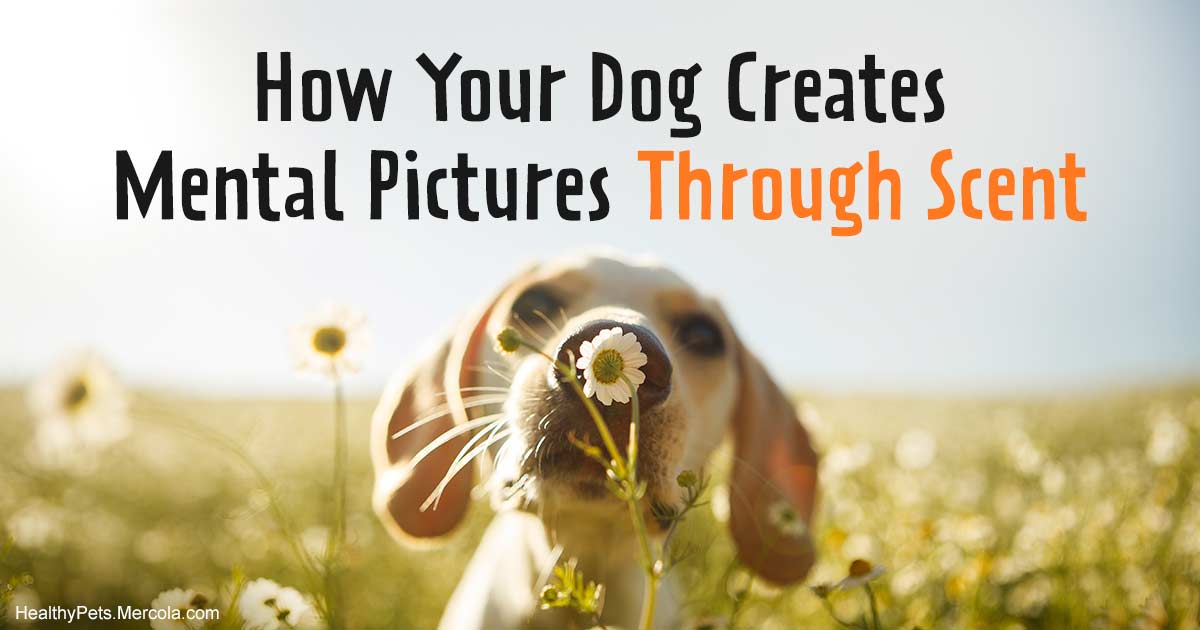 How Your Dog Creates Mental Pictures Through Scent