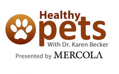 Weekly Pet Quiz: Diabetic Cats, Pet Pigs and Dog Sniffers