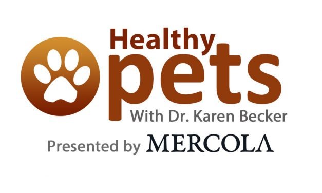 Weekly Pet Quiz: Diabetic Cats, Pet Pigs and Dog Sniffers