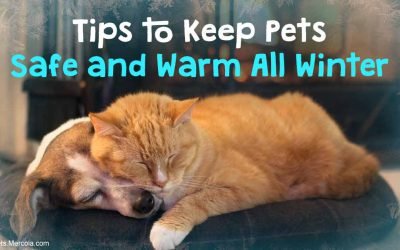 Cold Weather Can Kill Your Pet — Follow These Tips
