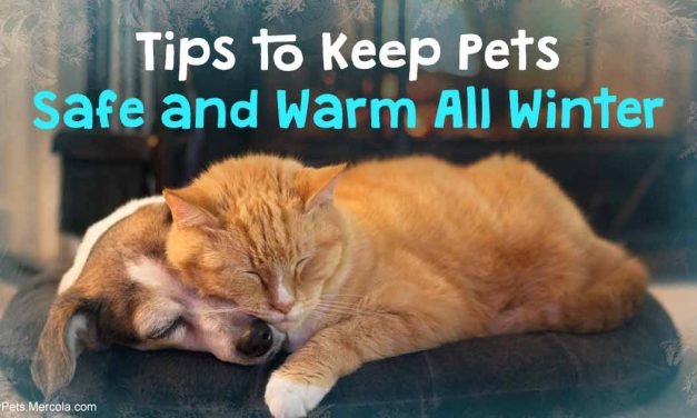 Cold Weather Can Kill Your Pet &mdash; Follow These Tips