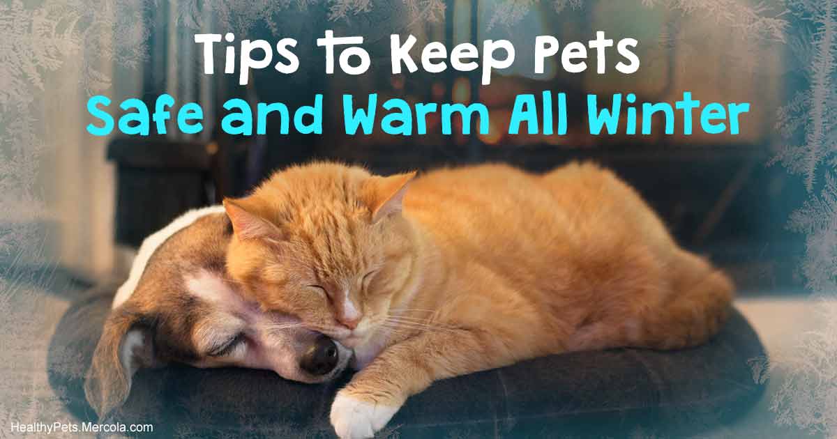 Cold Weather Can Kill Your Pet — Follow These Tips