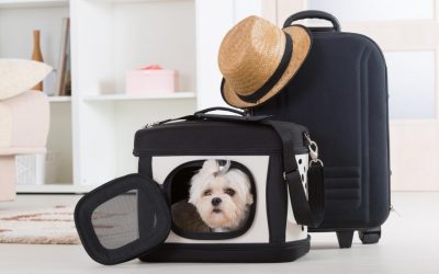 Make pet travel a breeze with these 15 Amazon essentials