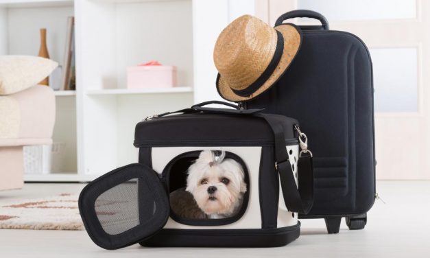 Make pet travel a breeze with these 15 Amazon essentials
