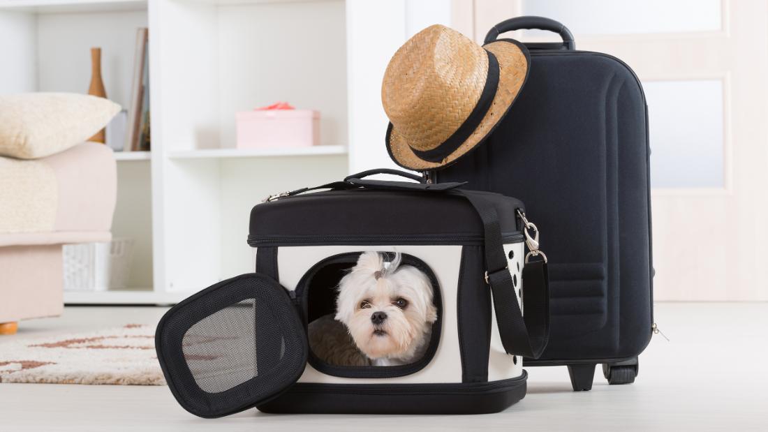 Make pet travel a breeze with these 15 Amazon essentials