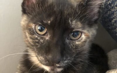 Your Afternoon Animal Fix &ndash; AdoPtville