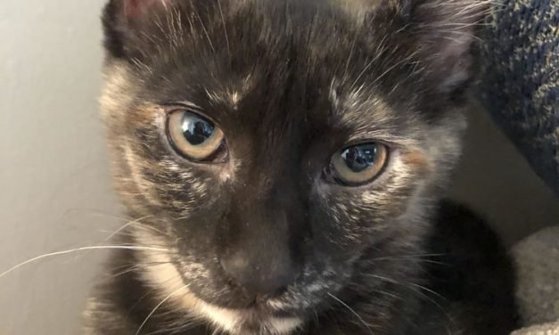 Your Afternoon Animal Fix &ndash; AdoPtville