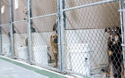 Next Avenue: Take steps now to provide for your pets in case you can’t