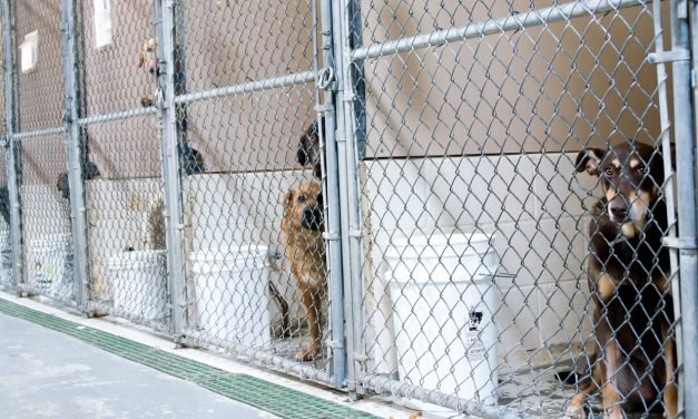 Next Avenue: Take steps now to provide for your pets in case you can&rsquo;t