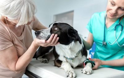 American families spent estimated $75 billion on pets in 2019: report
