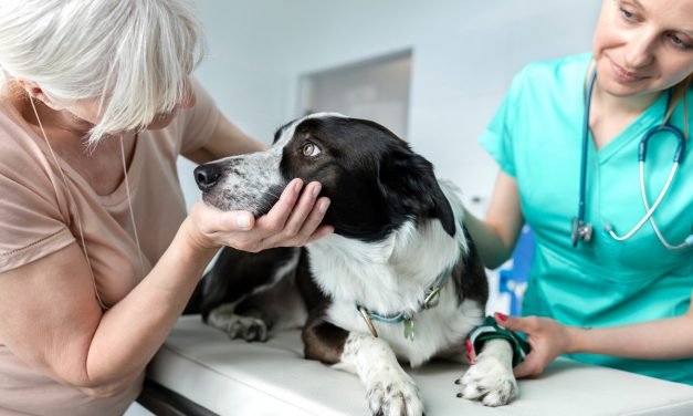 American families spent estimated $75 billion on pets in 2019: report