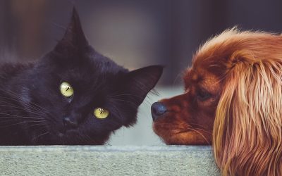 15 Gifts For Animal Lovers (Review) In 2020