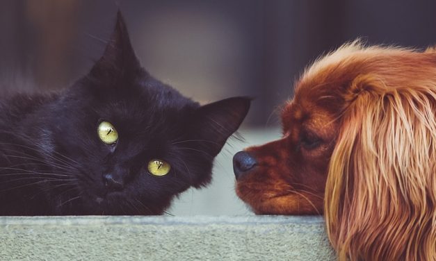 15 Gifts For Animal Lovers (Review) In 2020