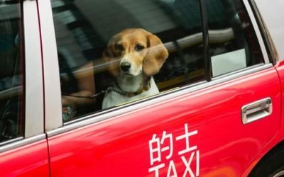 Best Pet-Friendly Hotels In Hong Kong