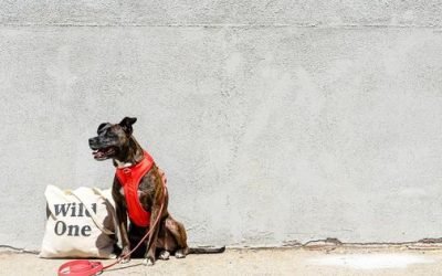 Wild One: How This Pet Lifestyle Brand Stands Out From The Pack