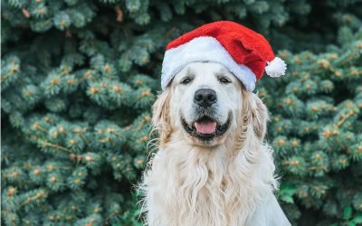 Taking the dog with you over the holidays? Know your ‘petiquette’ first