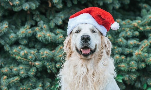 Taking the dog with you over the holidays? Know your &lsquo;petiquette&rsquo; first