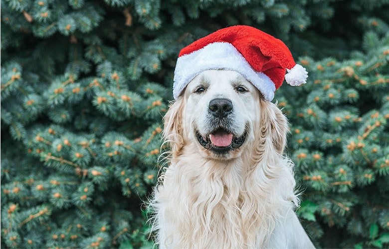 Taking the dog with you over the holidays? Know your ‘petiquette’ first