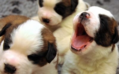 Benefits (and some surprising science) about owning a pet
