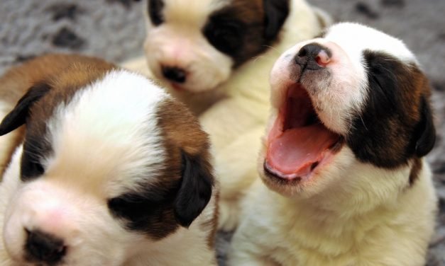 Benefits (and some surprising science) about owning a pet