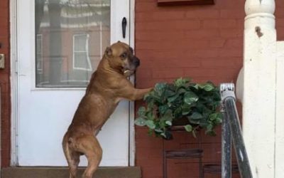 Confused Dog Refuses To Leave Porch After Family Moves Away