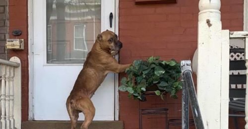 Confused Dog Refuses To Leave Porch After Family Moves Away
