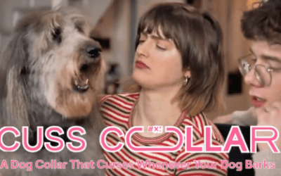 Crude “Cuss Collar” Swears When Your Dog Barks
