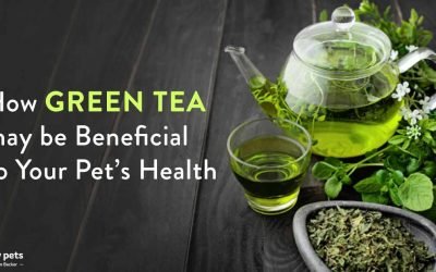 A Nutritional Powerhouse for Humans, Green Tea for Your Pet?